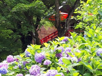 寺と紫陽花.jpg